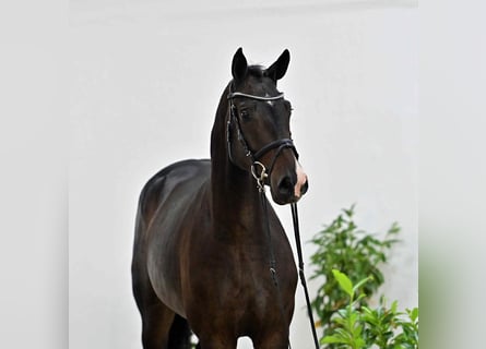 Oldenburger Springpferd, Wallach, 4 Jahre, 167 cm, Dunkelbrauner