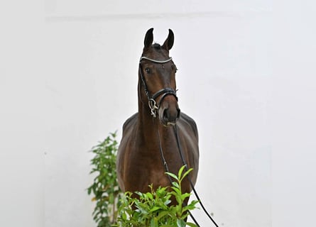 Oldenburger Springpferd, Wallach, 4 Jahre, 167 cm, Dunkelbrauner