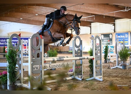 Oldenburger Springpferd, Wallach, 4 Jahre, 167 cm, Fuchs