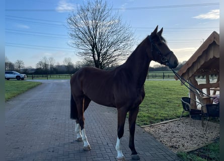 Oldenburger Springpferd, Wallach, 4 Jahre, 168 cm, Brauner