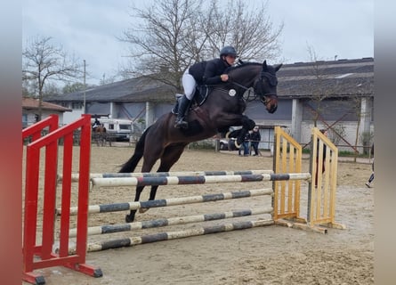 Oldenburger Springpferd, Wallach, 4 Jahre, 168 cm, Dunkelbrauner