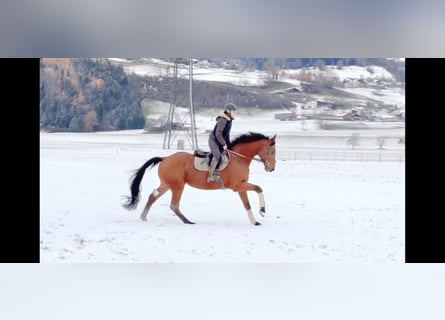 Oldenburger Springpferd, Wallach, 4 Jahre, 170 cm, Brauner