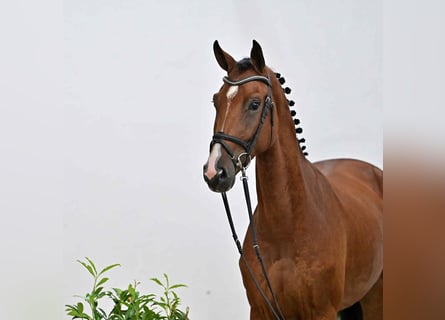 Oldenburger Springpferd, Wallach, 4 Jahre, 170 cm, Brauner