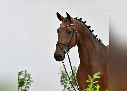 Oldenburger Springpferd, Wallach, 4 Jahre, 171 cm, Rotbrauner