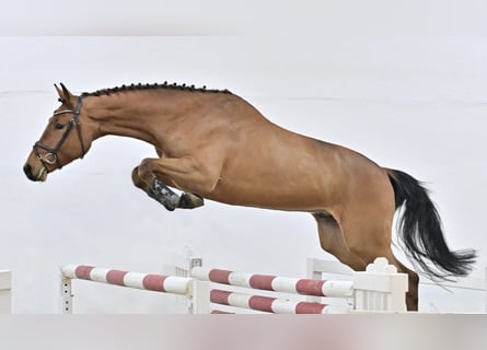 Oldenburger Springpferd, Wallach, 4 Jahre, 172 cm, Rotbrauner