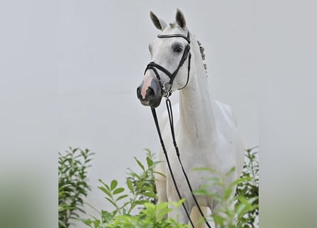 Oldenburger Springpferd, Wallach, 4 Jahre, 172 cm, Schimmel