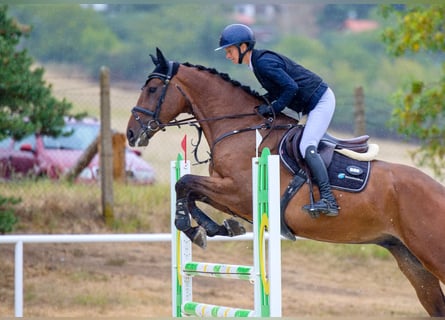 Oldenburger Springpferd, Wallach, 4 Jahre, 173 cm, Brauner