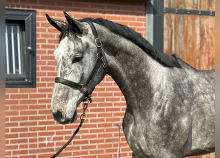 Oldenburger Springpferd, Wallach, 4 Jahre, 175 cm, Schimmel