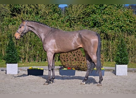 Oldenburger Springpferd, Wallach, 4 Jahre, 176 cm, Brauner