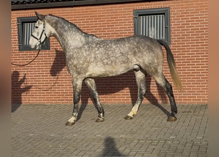 Oldenburger Springpferd, Wallach, 4 Jahre, 177 cm, Schimmel