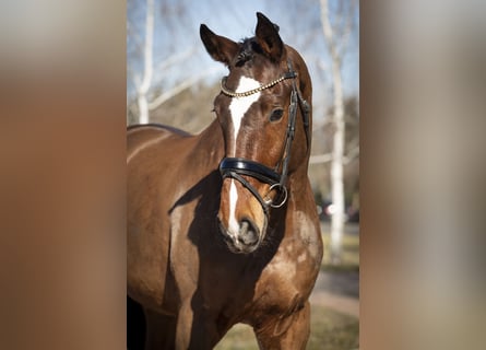 Oldenburger Springpferd, Wallach, 4 Jahre, Brauner