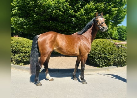 Oldenburger Springpferd, Wallach, 4 Jahre, Brauner