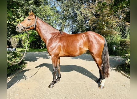 Oldenburger Springpferd, Wallach, 4 Jahre, Brauner