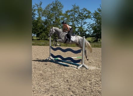Oldenburger Springpferd, Wallach, 5 Jahre, 160 cm