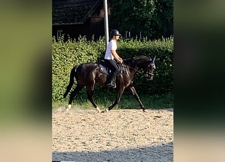 Oldenburger Springpferd, Wallach, 5 Jahre, 162 cm, Rappe