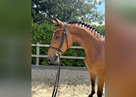 Oldenburger Springpferd, Wallach, 5 Jahre, 165 cm, Brauner
