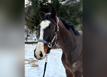 Oldenburger Springpferd, Wallach, 5 Jahre, 165 cm, Dunkelbrauner