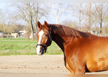 Oldenburger Springpferd, Wallach, 5 Jahre, 165 cm, Fuchs