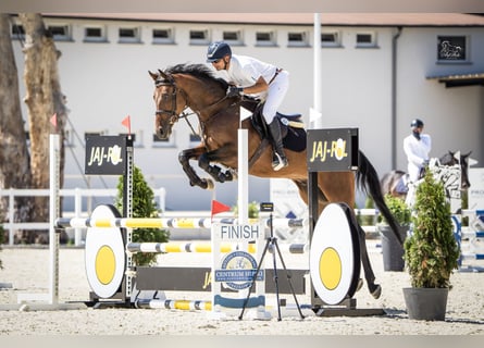 Oldenburger Springpferd, Wallach, 5 Jahre, 166 cm, Brauner