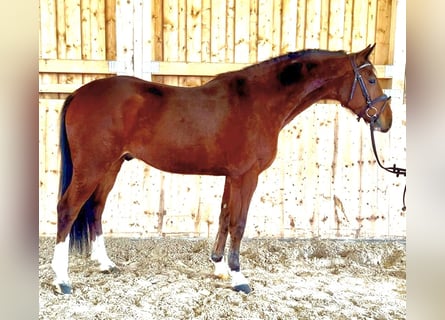 Oldenburger Springpferd, Wallach, 5 Jahre, 166 cm, Brauner