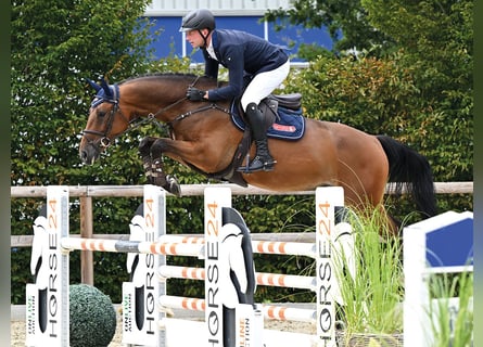 Oldenburger Springpferd, Wallach, 5 Jahre, 166 cm, Brauner