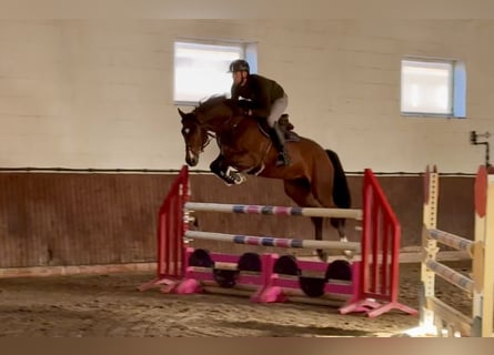 Oldenburger Springpferd, Wallach, 5 Jahre, 168 cm, Brauner