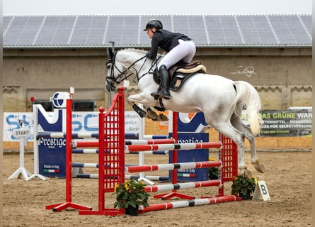 Oldenburger Springpferd, Wallach, 5 Jahre, 168 cm, Schimmel