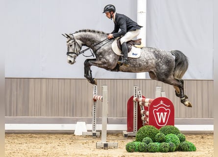 Oldenburger Springpferd, Wallach, 5 Jahre, 168 cm, Schimmel