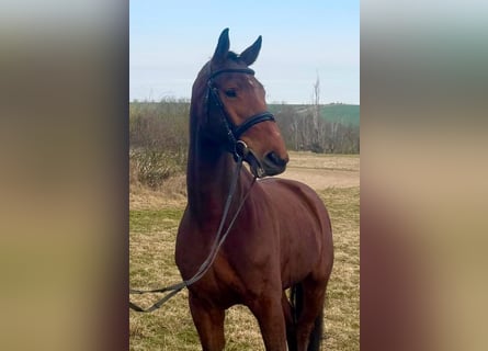 Oldenburger Springpferd, Wallach, 5 Jahre, 169 cm, Brauner