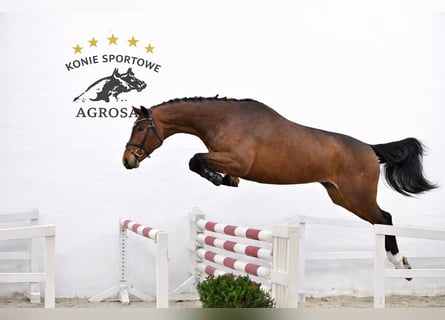Oldenburger Springpferd, Wallach, 5 Jahre, 170 cm, Brauner