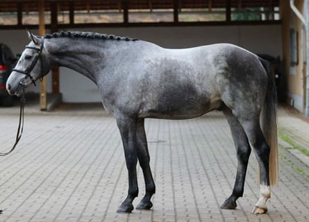 Oldenburger Springpferd, Wallach, 5 Jahre, 170 cm, Schimmel