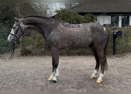 Oldenburger Springpferd, Wallach, 5 Jahre, 170 cm, Schimmel
