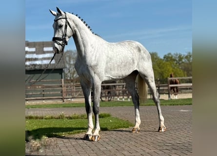 Oldenburger Springpferd, Wallach, 5 Jahre, 171 cm, Schimmel