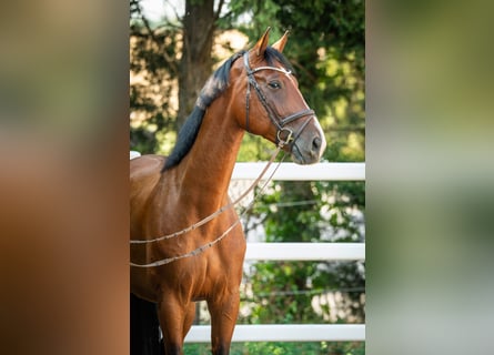Oldenburger Springpferd, Wallach, 5 Jahre, 172 cm, Brauner