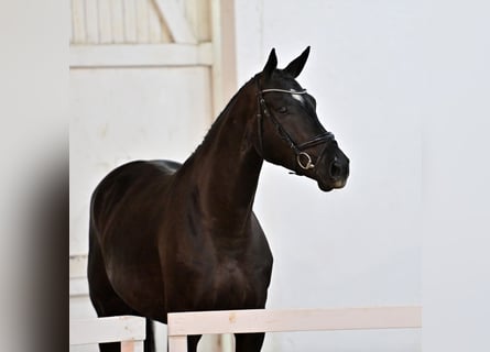 Oldenburger Springpferd, Wallach, 5 Jahre, 172 cm, Dunkelbrauner