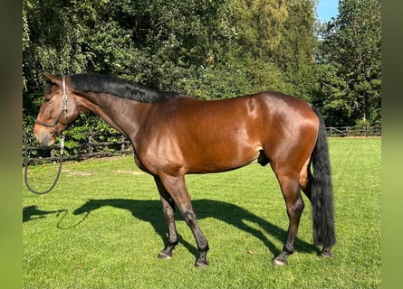 Oldenburger Springpferd, Wallach, 5 Jahre, 173 cm, Brauner