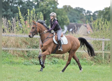 Oldenburger Springpferd, Wallach, 5 Jahre, 173 cm, Brauner