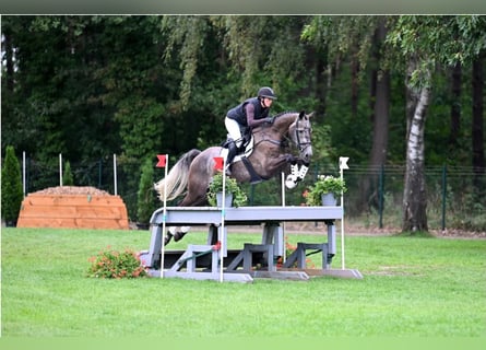 Oldenburger Springpferd, Wallach, 5 Jahre, 175 cm, Schimmel