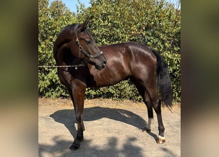 Oldenburger Springpferd, Wallach, 5 Jahre, 175 cm, Schwarzbrauner