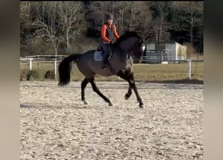 Oldenburger Springpferd, Wallach, 5 Jahre, 178 cm