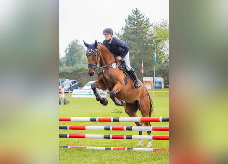 Oldenburger Springpferd, Wallach, 5 Jahre, 179 cm, Brauner