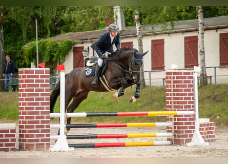 Oldenburger Springpferd, Wallach, 5 Jahre, 184 cm, Schwarzbrauner