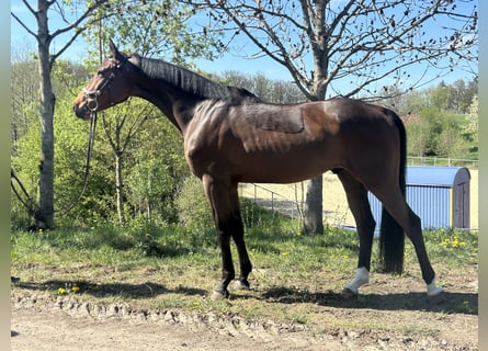Oldenburger Springpferd, Wallach, 6 Jahre, 160 cm, Brauner