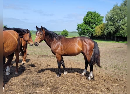 Oldenburger Springpferd, Wallach, 6 Jahre, 164 cm, Dunkelbrauner