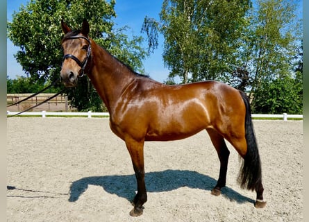 Oldenburger Springpferd, Wallach, 6 Jahre, 165 cm, Brauner