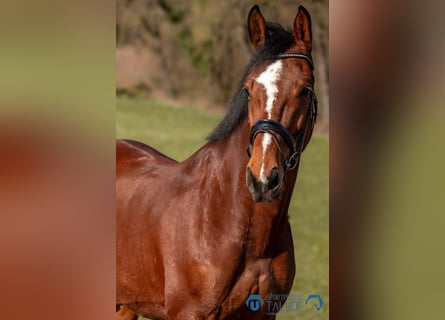 Oldenburger Springpferd, Wallach, 6 Jahre, 165 cm, Brauner