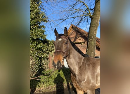Oldenburger Springpferd, Wallach, 6 Jahre, 165 cm, Brauner