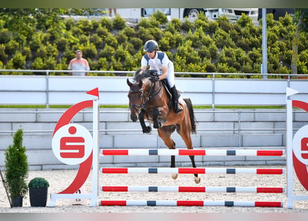 Oldenburger Springpferd, Wallach, 6 Jahre, 166 cm, Brauner