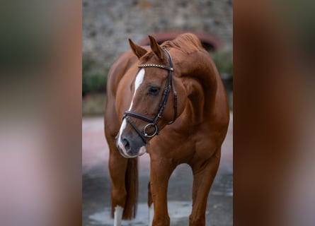 Oldenburger Springpferd, Wallach, 6 Jahre, 166 cm, Fuchs