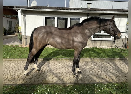 Oldenburger Springpferd, Wallach, 6 Jahre, 168 cm, Schwarzbrauner